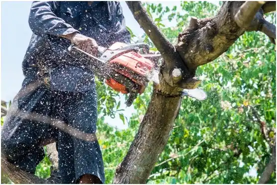 tree services North Logan